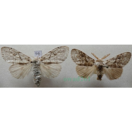 Calliteara abietis (Denis & Schiffermüller, 1775) pair Szczotecznica świerkowa Czech94j